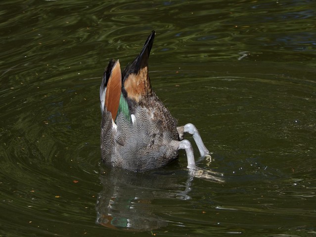 Paradise duck ( bottom  side) 😜