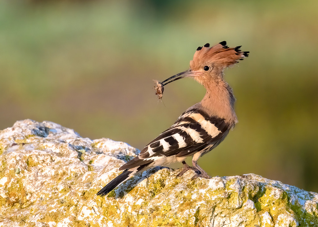 Hoopoe: One of the Most Beautiful Birds in the World