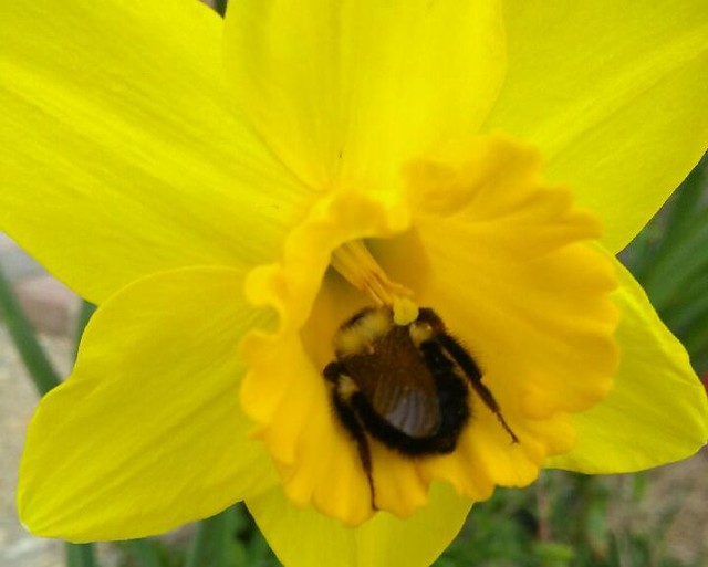 daffodilbee2