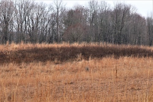Paw Paw Prairie Fen Preserve | by Zach Frieben