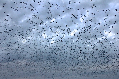 bird flock mercedcounty mercednationalwildliferefuge sunset
