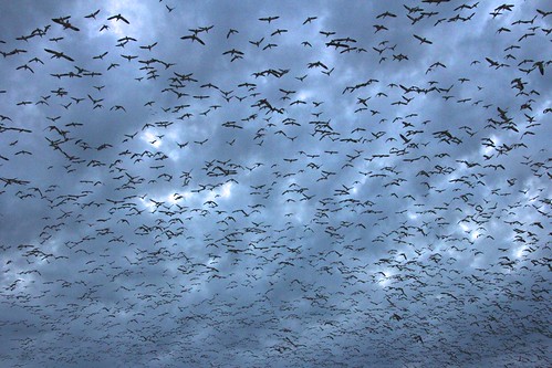 bird flock mercedcounty mercednationalwildliferefuge sunset