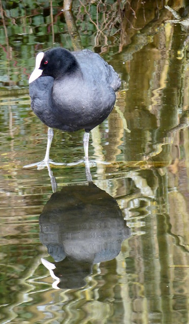 Coot reflection