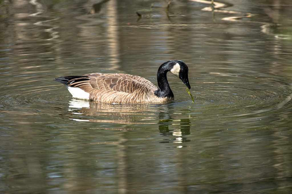 Canada Goose - Stumpy Lake (9 of 49) | Puddin Tain | Flickr