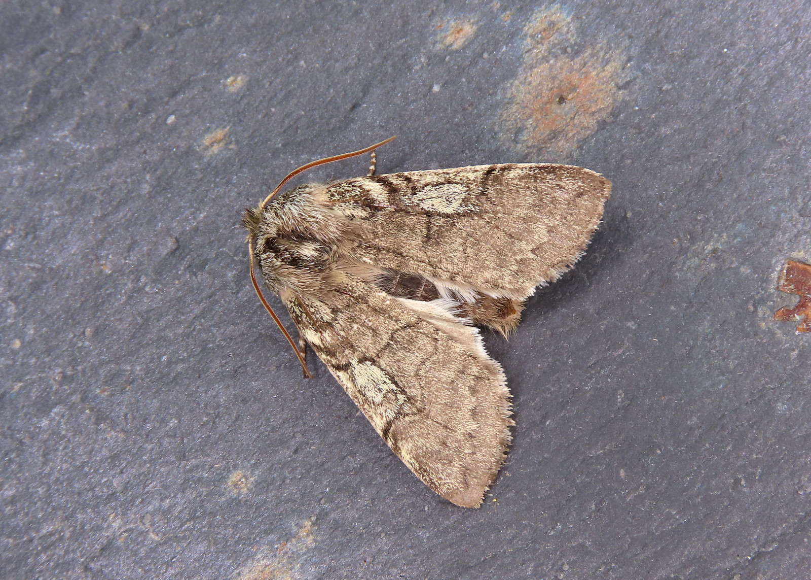65.016 Yellow Horned - Achlya flavicornis