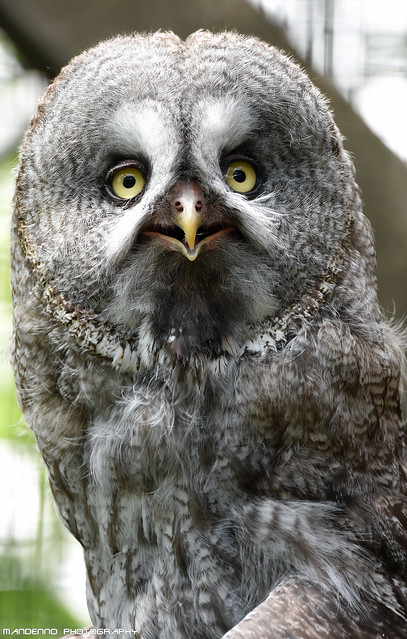 Great grey owl - Zoo hluboka