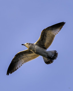 33. Birds - Golden Gull
