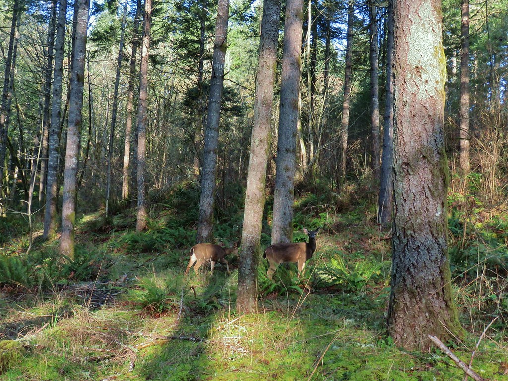 Deer at Miller Woods