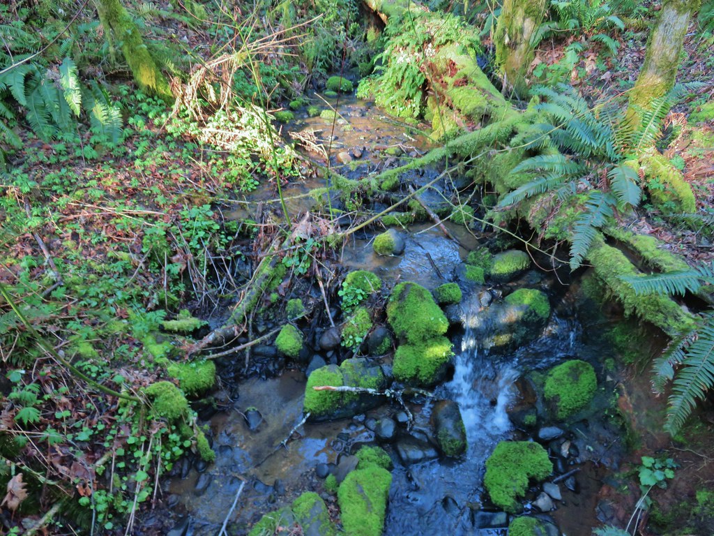 Creek at Miller Woods