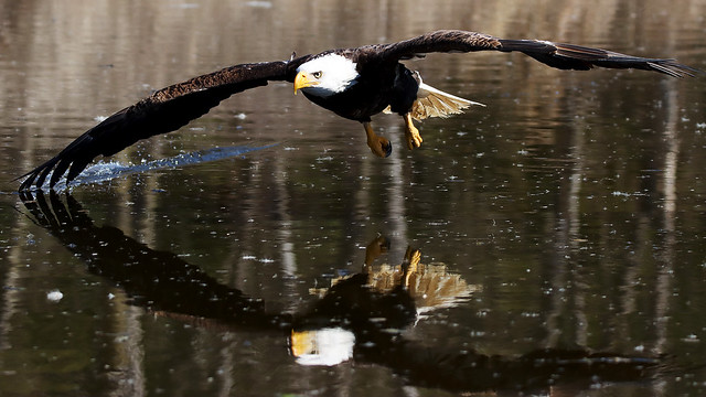 Bold Eagle skims the water