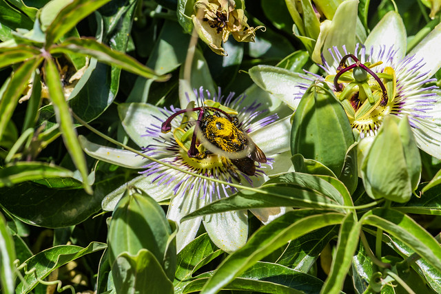 Bumble Bee 11