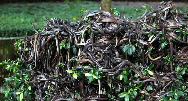 4239 Snake Island – An island with 2 million snakes and zero human population 02