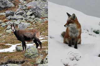 High Tatras wildlife like chamois and fox