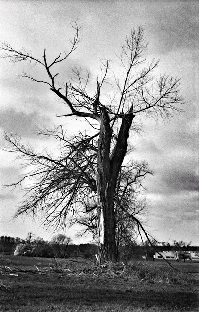 Broken tree Shot With a Leica IIIc on the new zett 100 film