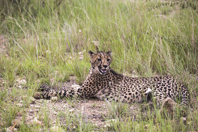 Cheetah, Siyafunda Conservation Project, Makalali Game Reserve, Limpopo, South Africa