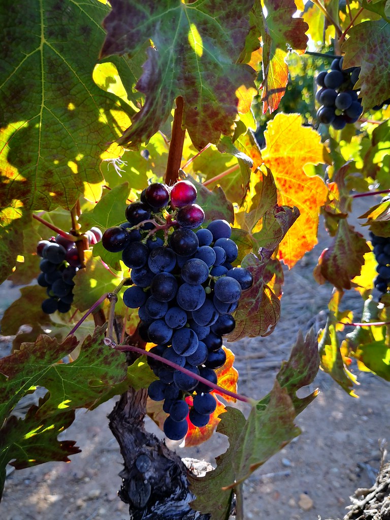 Grapes at Webersburg estate