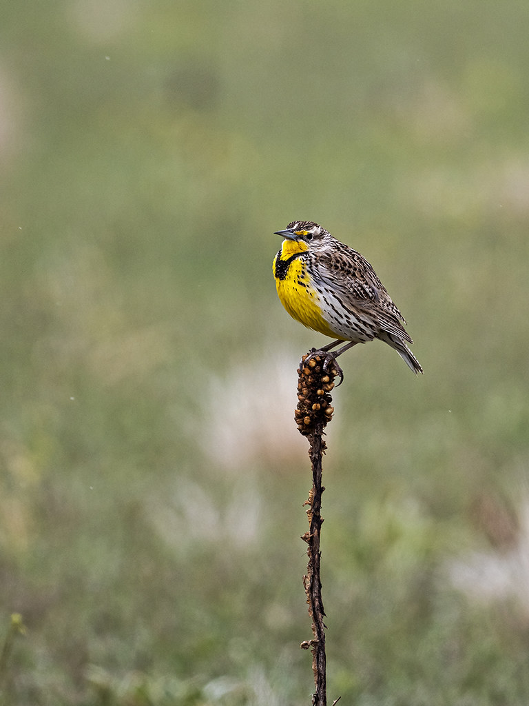 IMGPL04816_Fk - Rocky Mountain Arsenal National Wildlife R… | Flickr