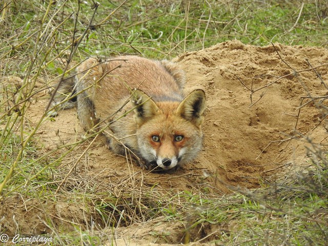Zorro común Red fox (Vulpes vulpes)