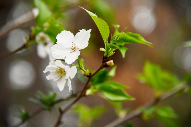 Cherry Blossom with Bokeh