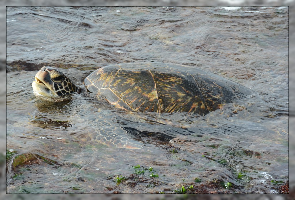 [] Pacific Green Sea Turtle ~ Oahu North Shore []