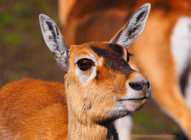 Antelope - Opel Zoo in Germany