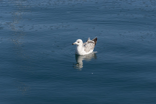 Single seagull swimming on the blue sea