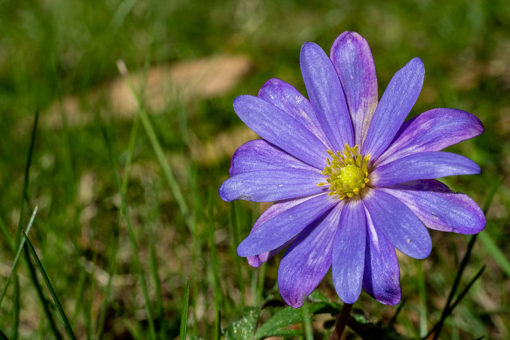 Fruhlingsanemone Grecian Windflower Anemone Blanda Flickr