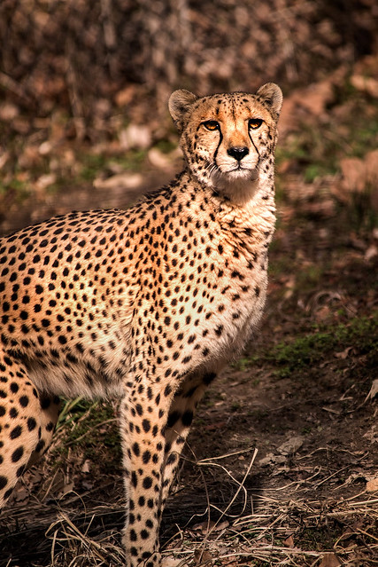Cheetah Stare 3-0 F LR 2-3-20 J069