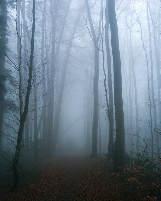 Mist in the forest