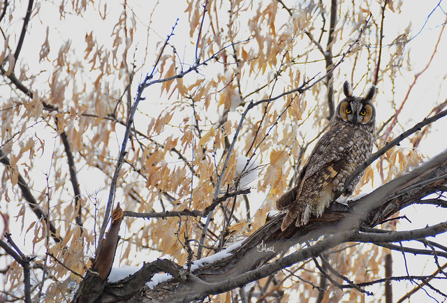 Long-eared Owl - 3057b+