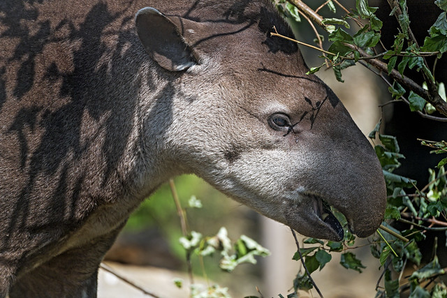 Close tapir