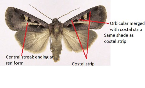 Feltia herilis