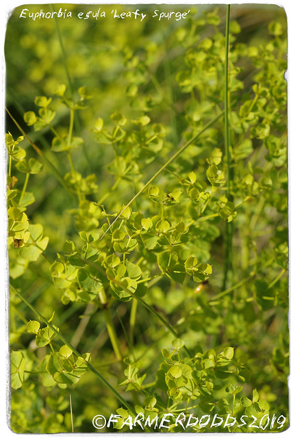 Euphorbia esula 'Leafy Spurge'