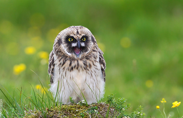 Short-eared Owl (Brandugla) 71