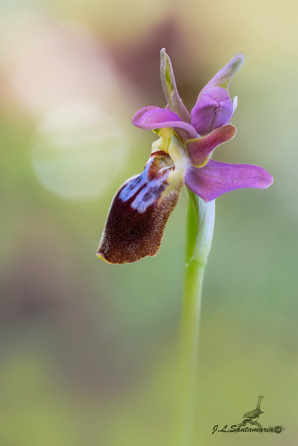 Ophrys xsancti-leonardii (híbrido)