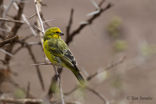 yellow - fronted Canary