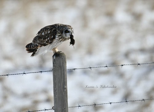 SEO with vole | by kfahrlander