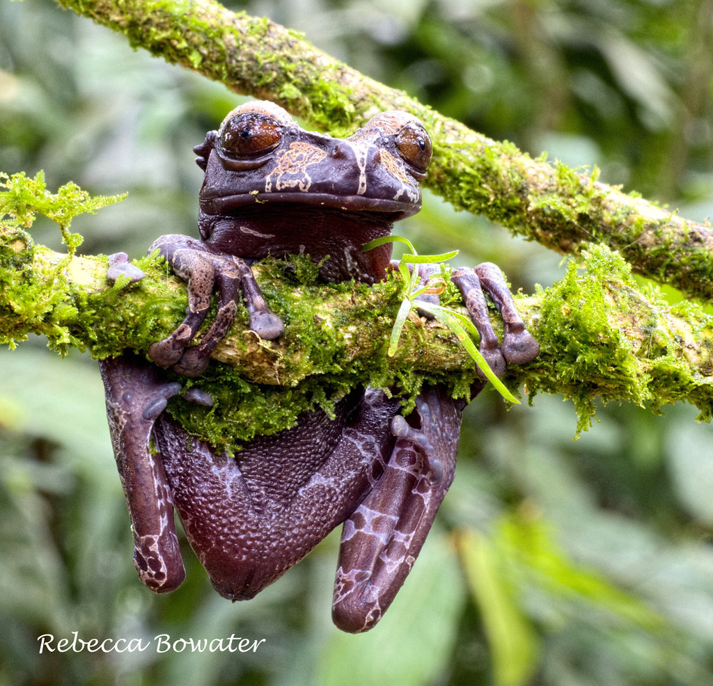 Coronated Tree Frog