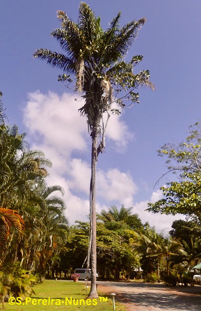 A Giant Palm Tree living in simbiosis with a fig tree - Part of the attractions of Bergendal Resort