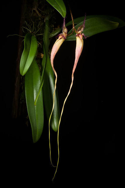[New Guinea] Bulbophyllum x fascination 'Cosmo One’ CBR/JOGA
