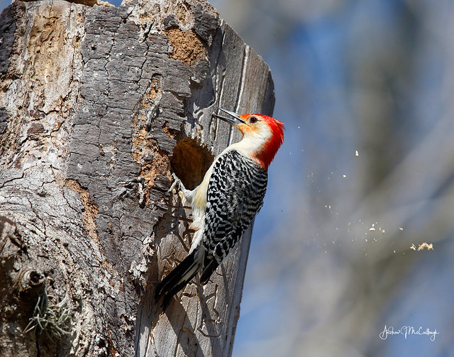 Red-bellied Woodpecker Building a House