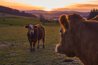 Kühe bei Sonnenuntergang | by TimothyBK79