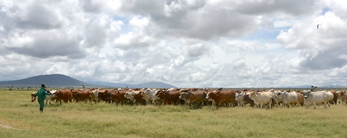 Cattle at ILRI's Kapiti Research Station