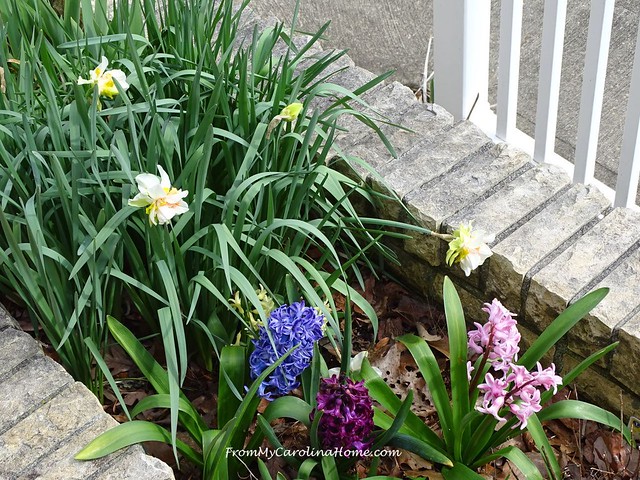 Late March Garden at FromMyCarolinaHome.com