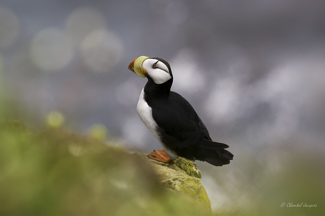 Day Dreamer- Horned Puffin- St Paul Island
