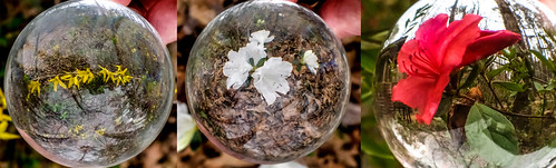 Springtime Lensball | by Neal3K