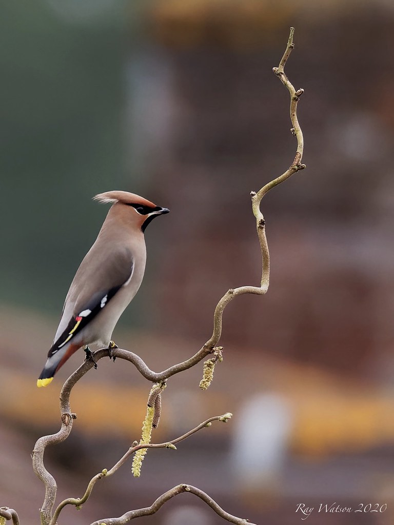 Waxwing on Witch hazel