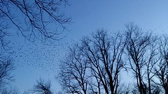 Birds and trees in #silhouettes. A magical evening that was unexpectedly warm in Illinois in February, a park with dozens of deer, a soul soothing experience that even now fills me with calm. These are the moments I #travel for, these are the memories I'm