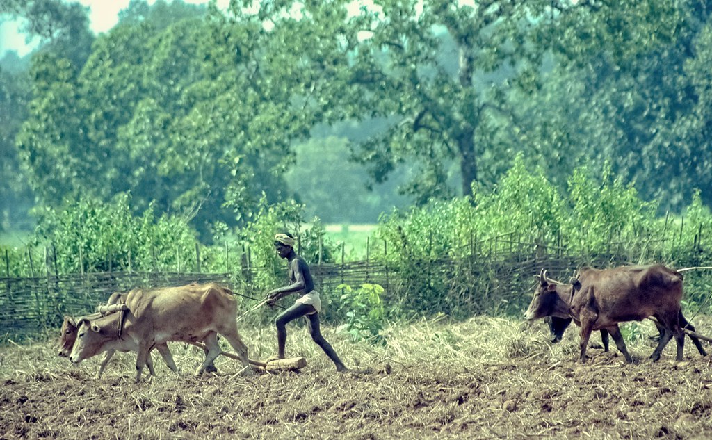 Odisha - Koraput District - Plowing #3