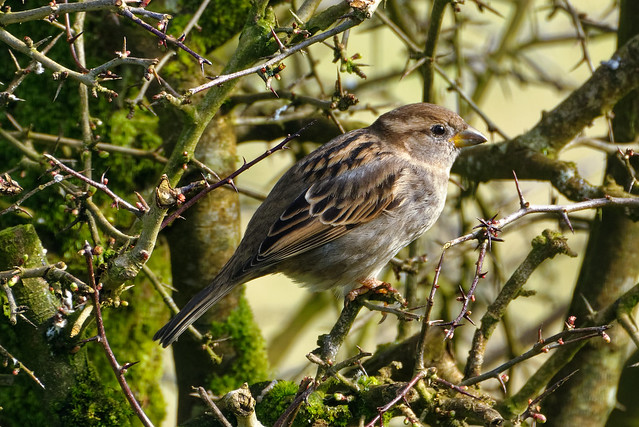 Sparrow (Explored)